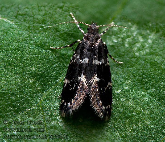 Narycia duplicella