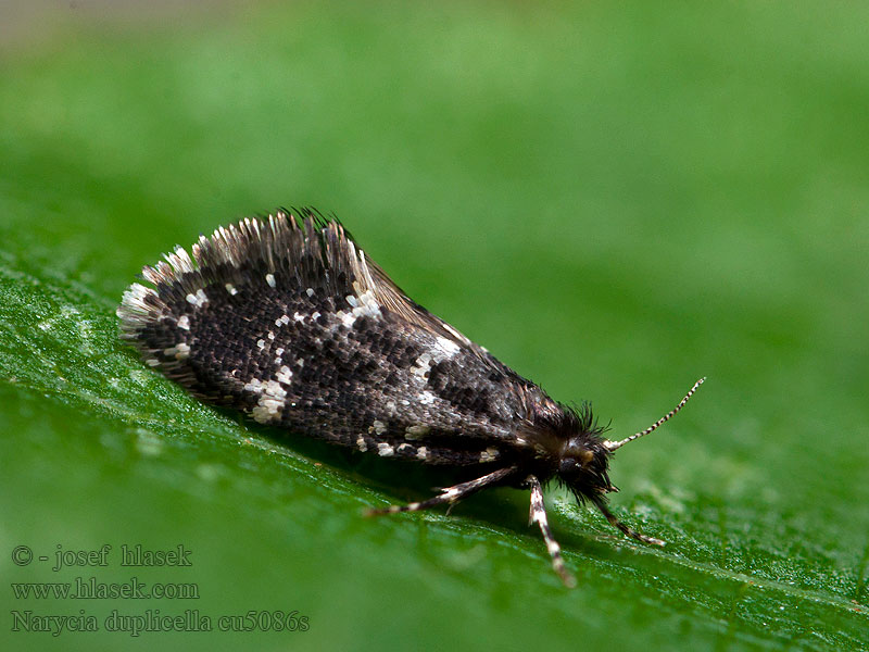 Narycia duplicella