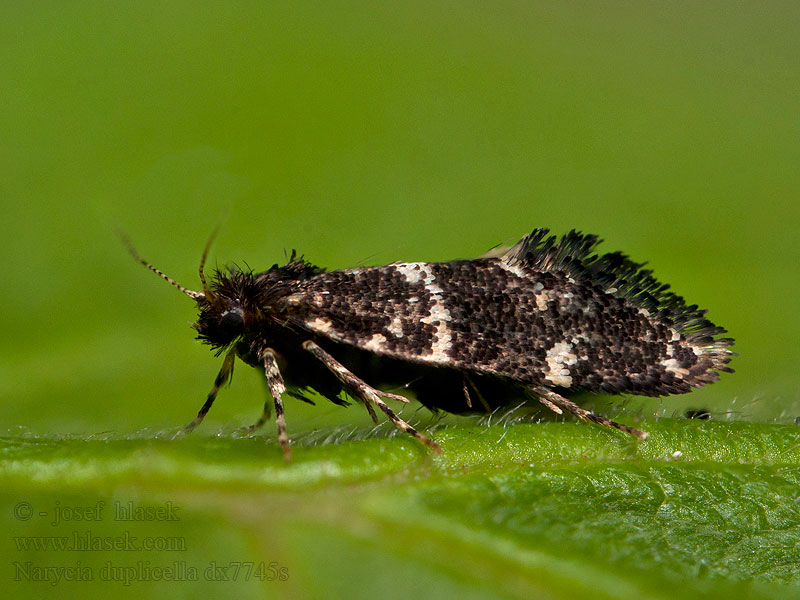 Narycia duplicella