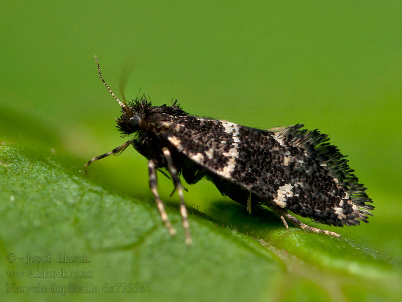 Schwarze Motten-Sackträger Narycia duplicella