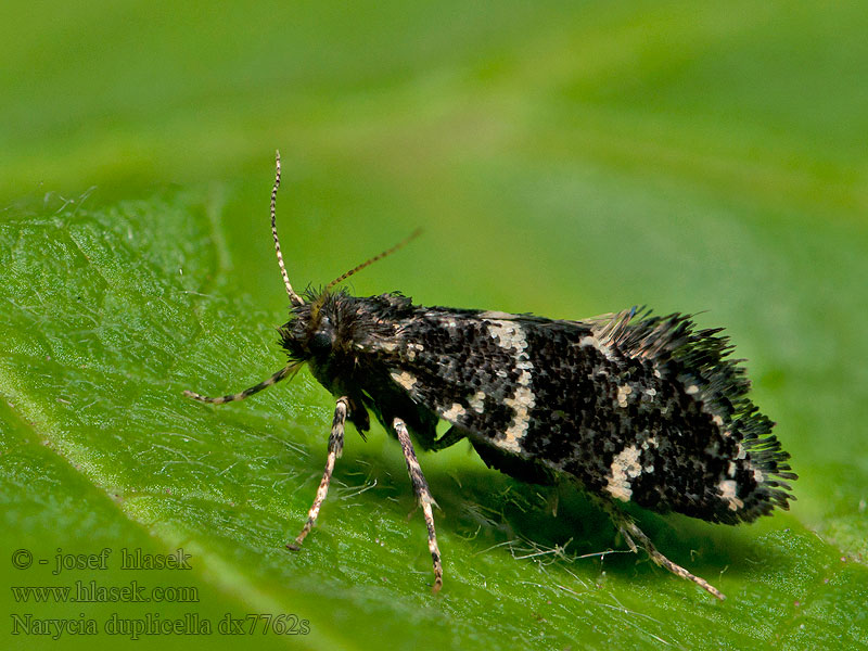 White-speckled Smoke Narycia duplicella