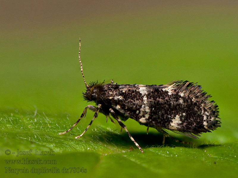 Narycia duplicella monilifera Vakonoš lesní Schwarze Motten-Sackträger White-speckled Smoke