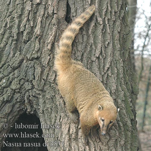 Nasua nasua South American Coati Nosál červený Næsebjørn Südamerikanischer Nasenbär Paprastasis koatis Ormányos medve Rode neusbeer Søramerikansk nesebjørn Ostronos rudy Quati-de-cauda-anelada Южноамериканский коати Punakoati Vanlig näsbjörn Koati rous Coati commun roux encore 南浣熊 Coatí Rojo sudamericano アカハナグマ