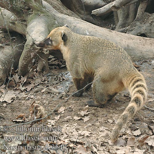 Südamerikanischer Nasenbär Paprastasis koatis Ormányos medve Rode neusbeer Søramerikansk nesebjørn Ostronos rudy Quati-de-cauda-anelada Южноамериканский коати Punakoati Vanlig näsbjörn Koati rous Coati commun roux encore 南浣熊 Coatí Rojo sudamericano アカハナグマ Nasua nasua South American Coati Nosál červený Næsebjørn