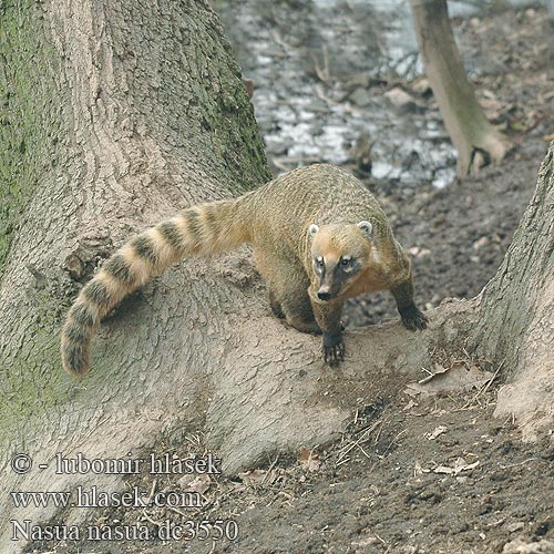 Rode neusbeer Søramerikansk nesebjørn Ostronos rudy Quati-de-cauda-anelada Южноамериканский коати Punakoati Vanlig näsbjörn Koati rous Coati commun roux encore 南浣熊 Coatí Rojo sudamericano アカハナグマ Nasua nasua South American Coati Nosál červený Næsebjørn Südamerikanischer Nasenbär Paprastasis koatis Ormányos medve