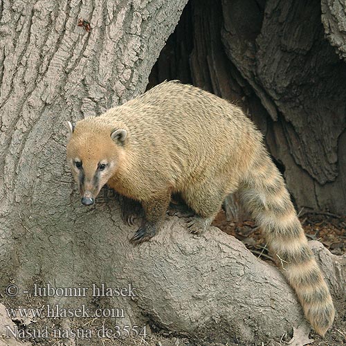 Quati-de-cauda-anelada Южноамериканский коати Punakoati Vanlig näsbjörn Koati rous Coati commun roux encore 南浣熊 Coatí Rojo sudamericano アカハナグマ Nasua nasua South American Coati Nosál červený Næsebjørn Südamerikanischer Nasenbär Paprastasis koatis Ormányos medve Rode neusbeer Søramerikansk nesebjørn Ostronos rudy