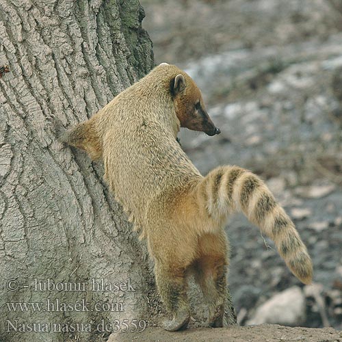 Vanlig näsbjörn Koati rous Coati commun roux encore 南浣熊 Coatí Rojo sudamericano アカハナグマ Nasua nasua South American Coati Nosál červený Næsebjørn Südamerikanischer Nasenbär Paprastasis koatis Ormányos medve Rode neusbeer Søramerikansk nesebjørn Ostronos rudy Quati-de-cauda-anelada Южноамериканский коати Punakoati