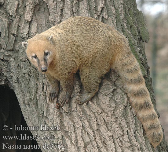 Coatí Rojo sudamericano アカハナグマ Nasua nasua South American Coati Nosál červený Næsebjørn Südamerikanischer Nasenbär Paprastasis koatis Ormányos medve Rode neusbeer Søramerikansk nesebjørn Ostronos rudy Quati-de-cauda-anelada Южноамериканский коати Punakoati Vanlig näsbjörn Koati rous Coati commun roux encore 南浣熊