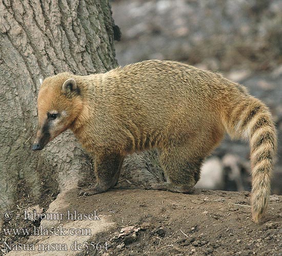 South American Coati Nosál červený Næsebjørn Südamerikanischer Nasenbär Paprastasis koatis Ormányos medve Rode neusbeer Søramerikansk nesebjørn Ostronos rudy Quati-de-cauda-anelada Южноамериканский коати Punakoati Vanlig näsbjörn Koati rous Coati commun roux encore 南浣熊 Coatí Rojo sudamericano アカハナグマ Nasua nasua