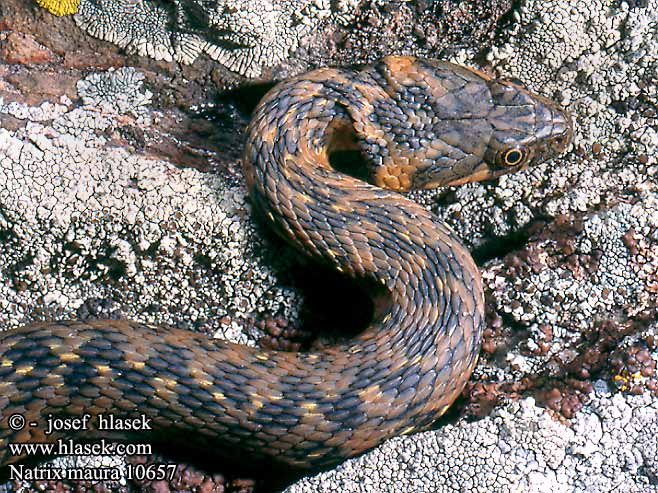 Natrix maura Vipernatter Viperine Snake Culebra viperina  biscia viperina užovka maurská Couleuvre vipérine Zaskroniec żmijopodobny Уж гадюковый