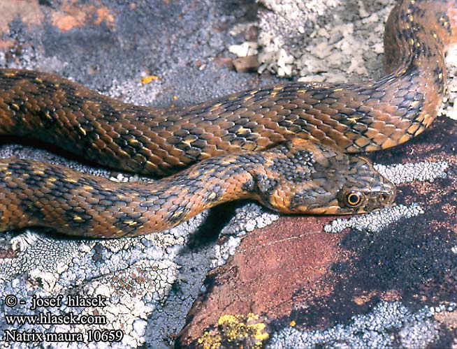 Natrix maura Culebra viperina  biscia viperina užovka maurská Couleuvre vipérine Zaskroniec żmijopodobny Уж гадюковый