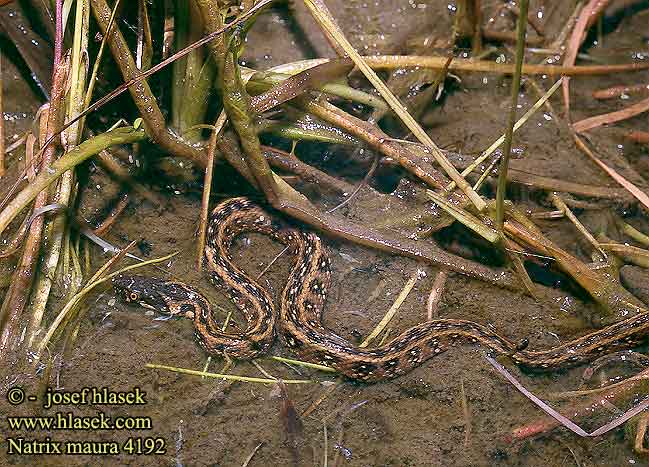 Natrix maura užovka maurská Couleuvre vipérine Zaskroniec żmijopodobny Уж гадюковый Vipernatter Viperine Snake Culebra viperina  biscia viperina