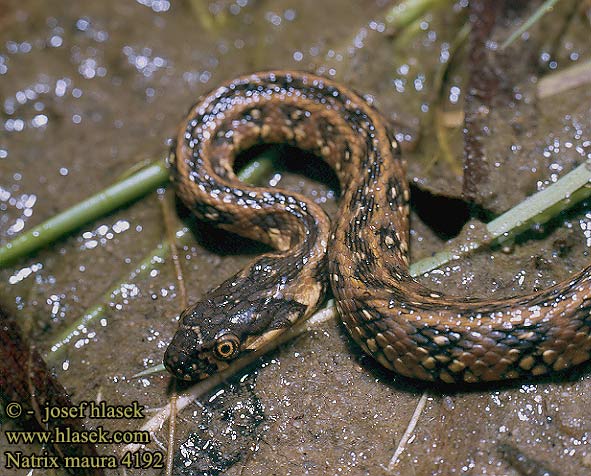 Natrix maura Zaskroniec żmijopodobny Уж гадюковый Vipernatter Viperine Snake Culebra viperina  biscia viperina užovka maurská Couleuvre vipérine