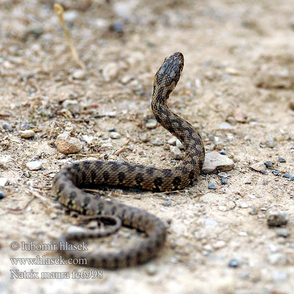 Biscia viperina Užovka maurská Couleuvre vipérine Zaskroniec żmijopodobny Уж гадюковый Natrix maura Vipernatter Viperine Snake Culebra viperina