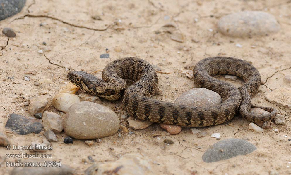 Zaskroniec żmijopodobny Уж гадюковый Natrix maura Vipernatter Viperine Snake Culebra viperina Biscia viperina Užovka maurská Couleuvre vipérine