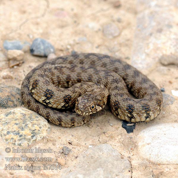 Vipernatter Viperine Snake Culebra viperina Biscia viperina Užovka maurská Couleuvre vipérine Zaskroniec żmijopodobny Уж гадюковый Natrix maura