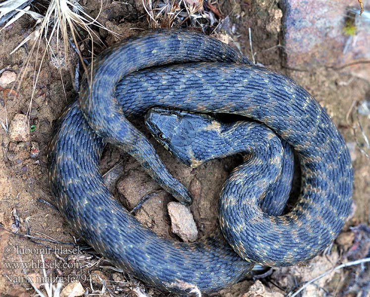 Culebra viperina Biscia viperina Užovka maurská Couleuvre vipérine Zaskroniec żmijopodobny Уж гадюковый Natrix maura Vipernatter Viperine Snake