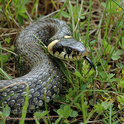 Natrix natrix Ringelnatter Grass snake Ringe Grassnake