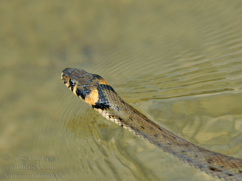 Natrix natrix Жълтоуха водна змия Bjelouška