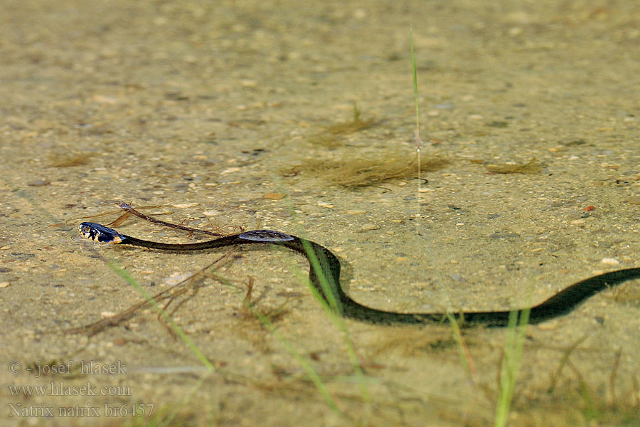 Natrix natrix Biscia collare Užovka obojková