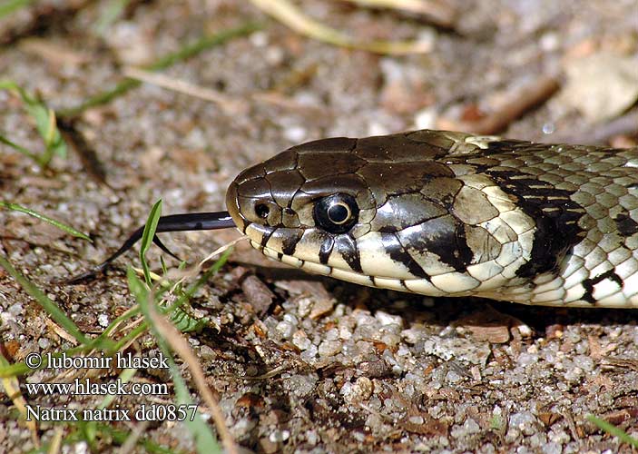 Natrix natrix Ringelnatter Grass snake Ringe Grassnake