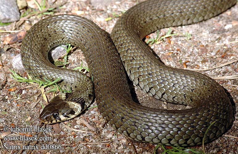 Culebra collar Biscia collare Užovka obojková Yari sucul yilan