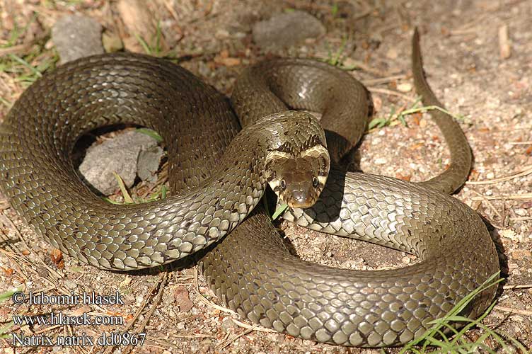 Ringelnatter Grass snake Ringe Grassnake Culebra collar