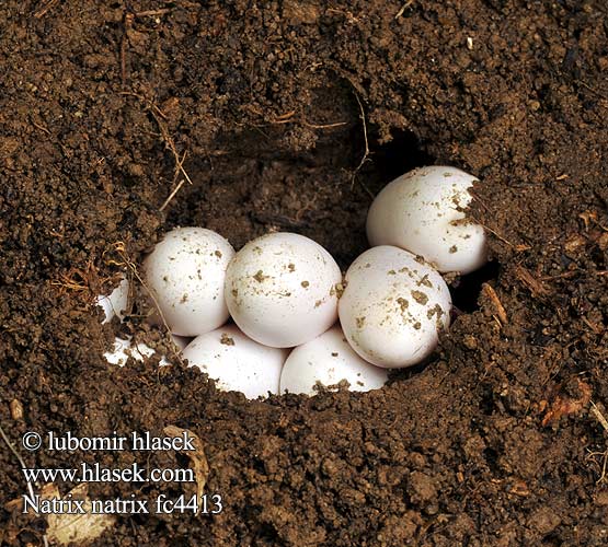 Couleuvre collier Zaskroniec zwyczajny Tarhakäärme Уж обыкновенный