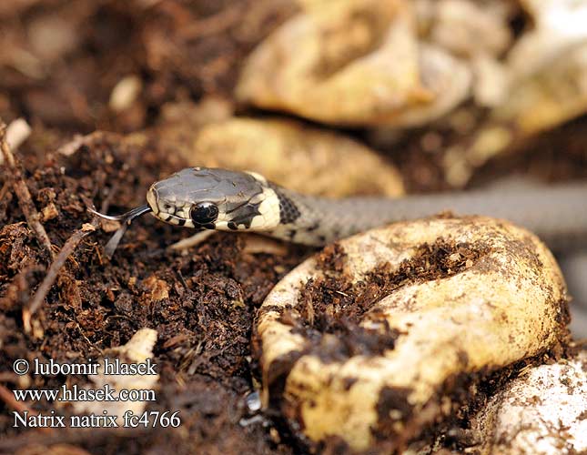 Biscia collare Užovka obojková Yari sucul yilan Couleuvre collier