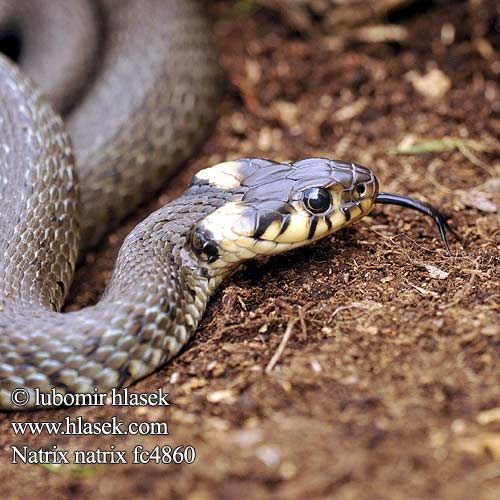 Snogen Ringslang Вуж звычайны Жълтоуха водна змия
