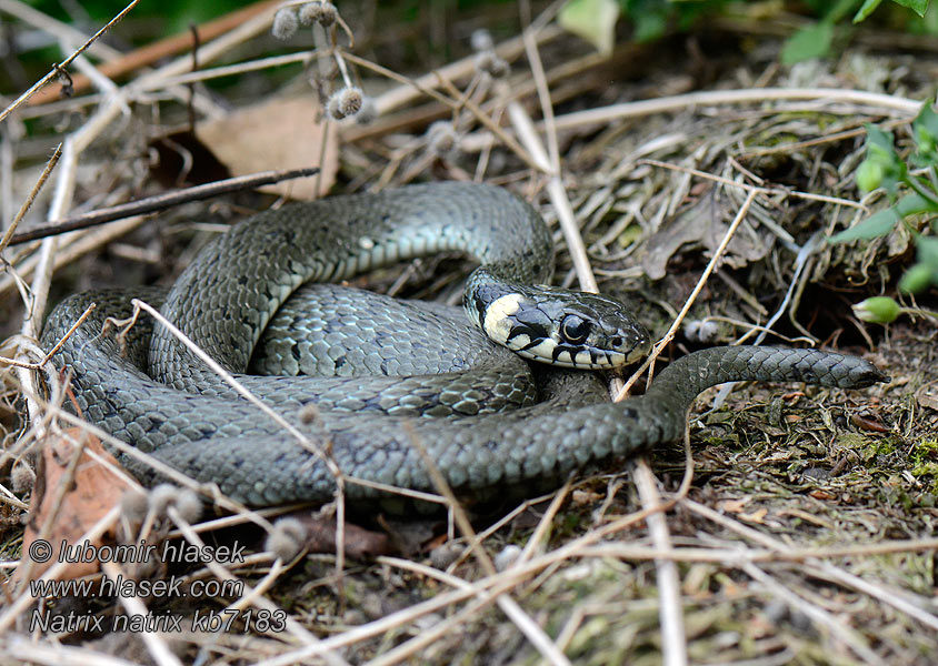 Ringelnatter Grass snake Natrix natrix