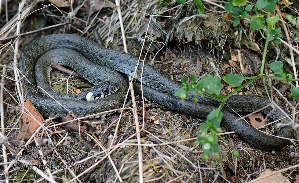 Užovka obojková Natrix natrix