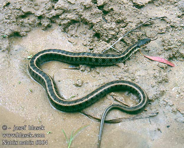 Užovka obyčajná Küpeli yılan 水游蛇 Вуж звичайний Natrix natrix persa
