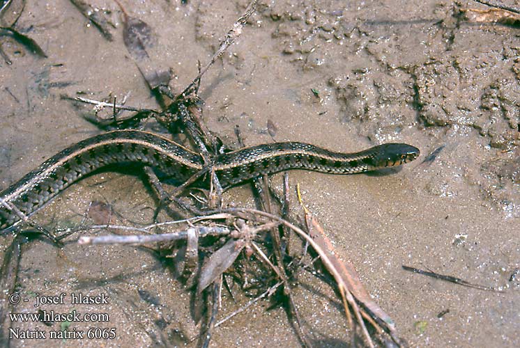 Natrix persa ヨーロッパヤマカガシ Buorm Belouška Белоушка