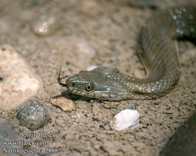 Natrix tessellata Würfelnatter Dice Snake Tessellated biscia tassellata užovka podplamatá Su Yilani Couleuvre tessellée zaskroniec rybołów užovka fŕkaná Kockás sikló Dobbelsteenslang Rudesnog Водяной уж ダイスヤマカガシ