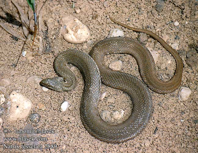 Natrix tessellata Tessellated biscia tassellata užovka podplamatá Su Yilani Couleuvre tessellée zaskroniec rybołów užovka fŕkaná Kockás sikló Dobbelsteenslang Rudesnog Водяной уж ダイスヤマカガシ