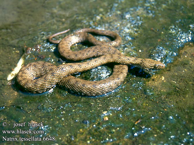 Natrix tessellata Užovka podplamatá Su Yilani Couleuvre tessellée zaskroniec rybołów užovka fŕkaná Kockás sikló Dobbelsteenslang Rudesnog Водяной уж ダイスヤマカガシ