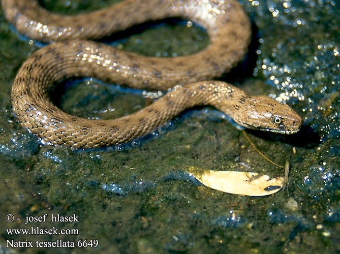 Natrix tessellata Couleuvre tessellée Zaskroniec rybołów Užovka fŕkaná Kockás sikló Dobbelsteenslang Rudesnog Водяной уж ダイスヤマカガシ Würfelnatter Dice Snake Tessellated biscia tassellata užovka podplamatá Su Yilani