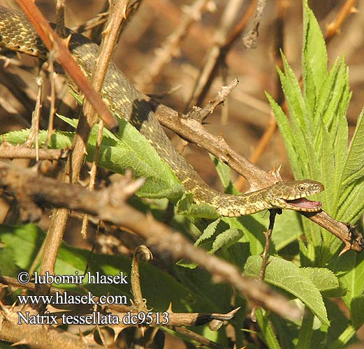 Natrix tessellata Užovka fŕkaná Kockás sikló Dobbelsteenslang Rudesnog Водяной уж ダイスヤマカガシ Würfelnatter Dice Snake Tessellated biscia tassellata užovka podplamatá Su Yilani