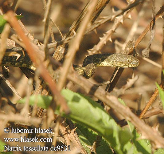 Natrix tessellata Водяной уж ダイスヤマカガシ Würfelnatter Dice Snake Tessellated biscia tassellata užovka podplamatá Su Yilani Couleuvre tessellée zaskroniec rybołów užovka fŕkaná Kockás sikló Dobbelsteenslang Rudesnog