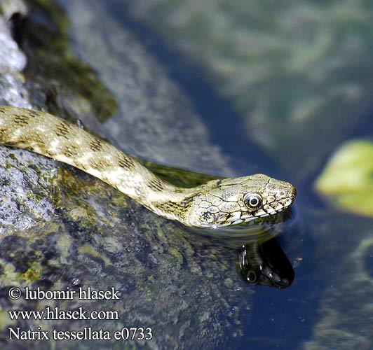 Natrix tessellata Užovka podplamatá Zaskroniec rybołów Užovka fŕkaná Kockás sikló Dobbelsteenslang Rudesnog Водяной уж ダイスヤマカガシ Würfelnatter Dice Snake Tessellated biscia tassellata