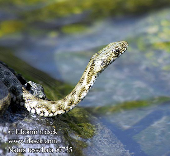 Natrix tessellata Kockás sikló Dobbelsteenslang Rudesnog Водяной уж ダイスヤマカガシ Würfelnatter Dice Snake Tessellated biscia tassellata užovka podplamatá Su Yilani Couleuvre tessellée zaskroniec rybołów užovka fŕkaná