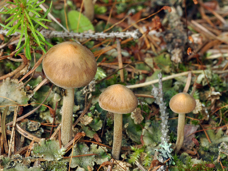 Naucoria amarescens Kržatka zahořklá Bitterer Sumpfschnitzling