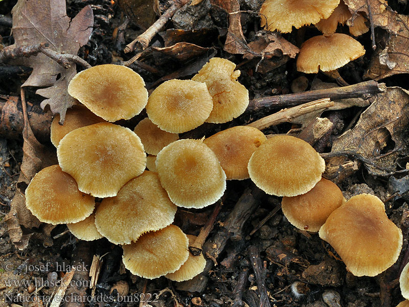 Naucoria escharoides Alnicola Honiggelber Erlenschnitzling