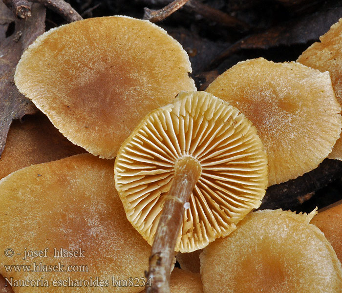 Naucoria escharoides Olszóweczka miodowożółta