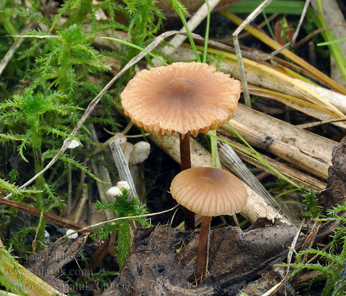 Naucoria striatula Alnicola Kržatka rýhovaná