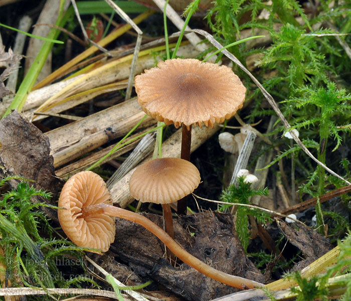 Naucoria striatula Alnicola Geriefter Erlenschnitzling