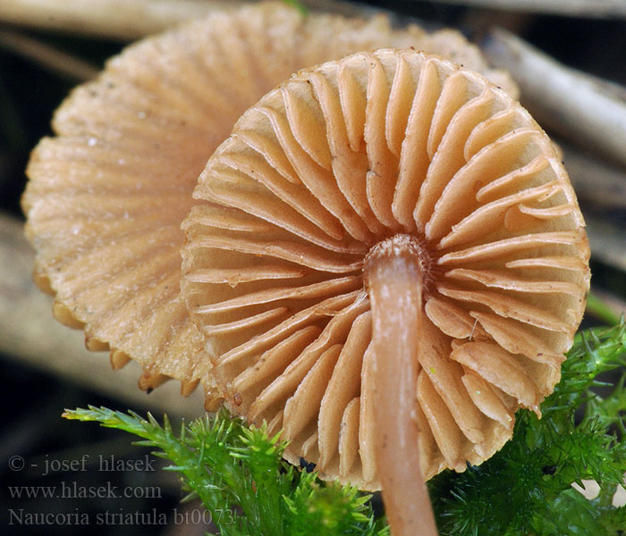 Naucoria striatula Alnicola Наукория мелкополосчатая