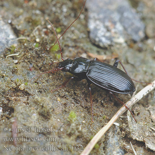 Nebria brevicollis Pechschwarzer Gewöhnliche Dammläufer Skovfladløber Mauražygis Breedhals nebrea