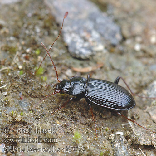 Nebria brevicollis Skovfladløber Mauražygis Breedhals nebrea